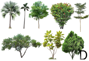 Tree Png For Picsart