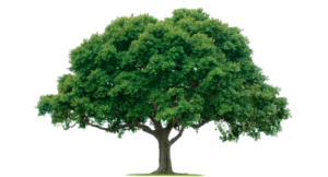 Tree Png For Picsart