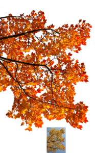 Tree Png For Picsart