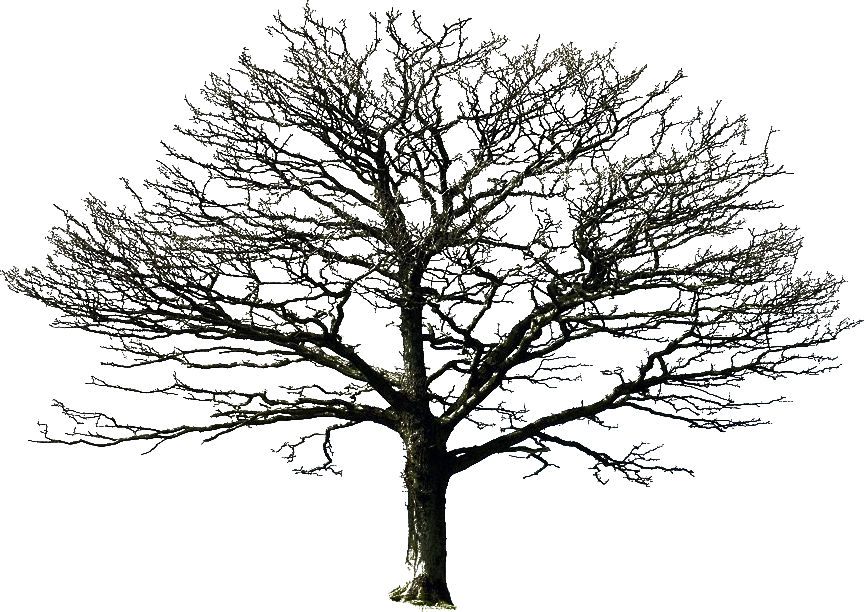 bare_tree_png_by_doloresdevelde-d5f61yl.png - S.R. Editing Zone