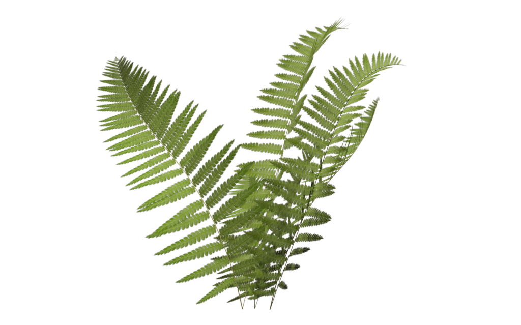 fern_06_by_wolverine041269-d620nfh.png - S.R. Editing Zone