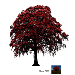 Tree Png For Picsart