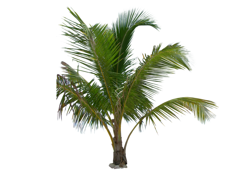 palm_tree_tube_stock_iii_png_by_digitaltwist-d30sekc.png – S.R. Editing