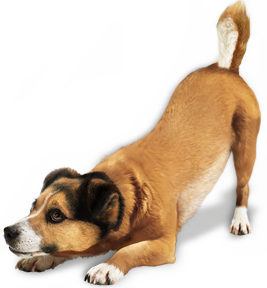 Animals png HD