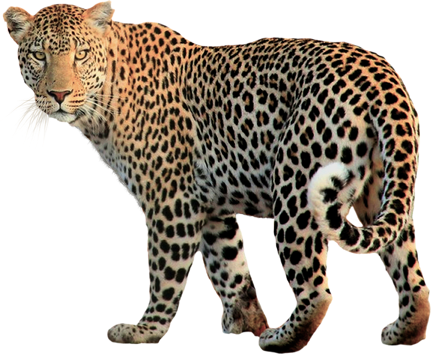 Animals png HD