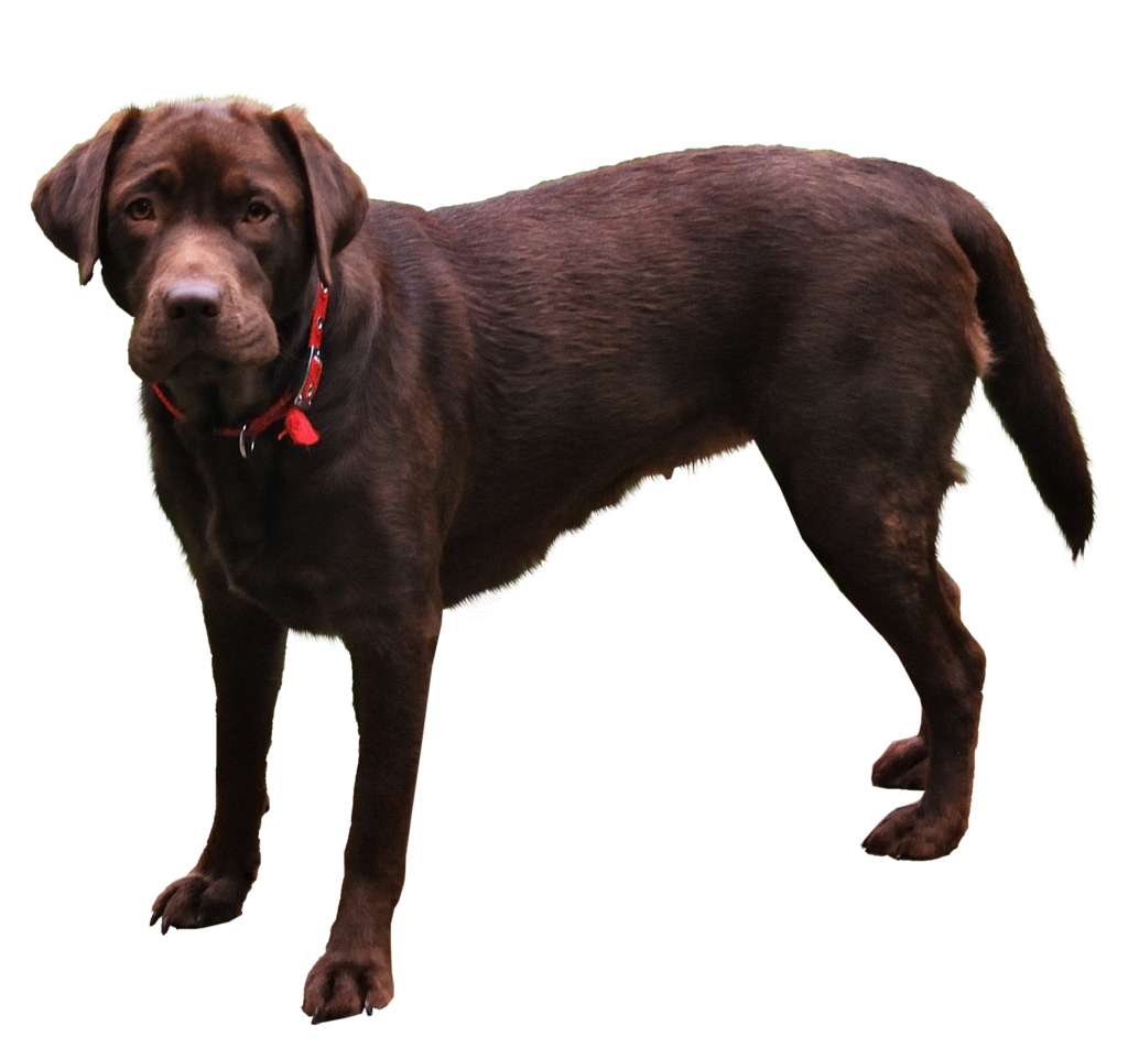 Animals png HD