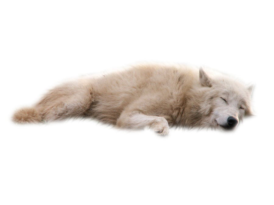 Animals png HD