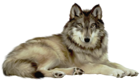Animals png HD