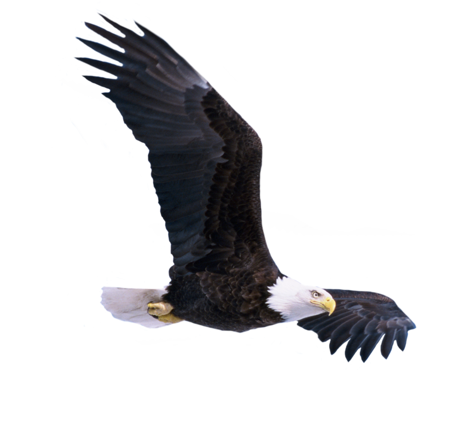 Animals png HD
