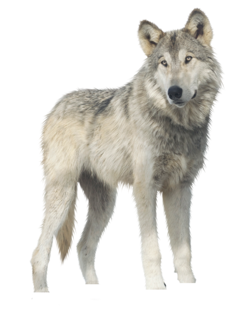 Animals png HD
