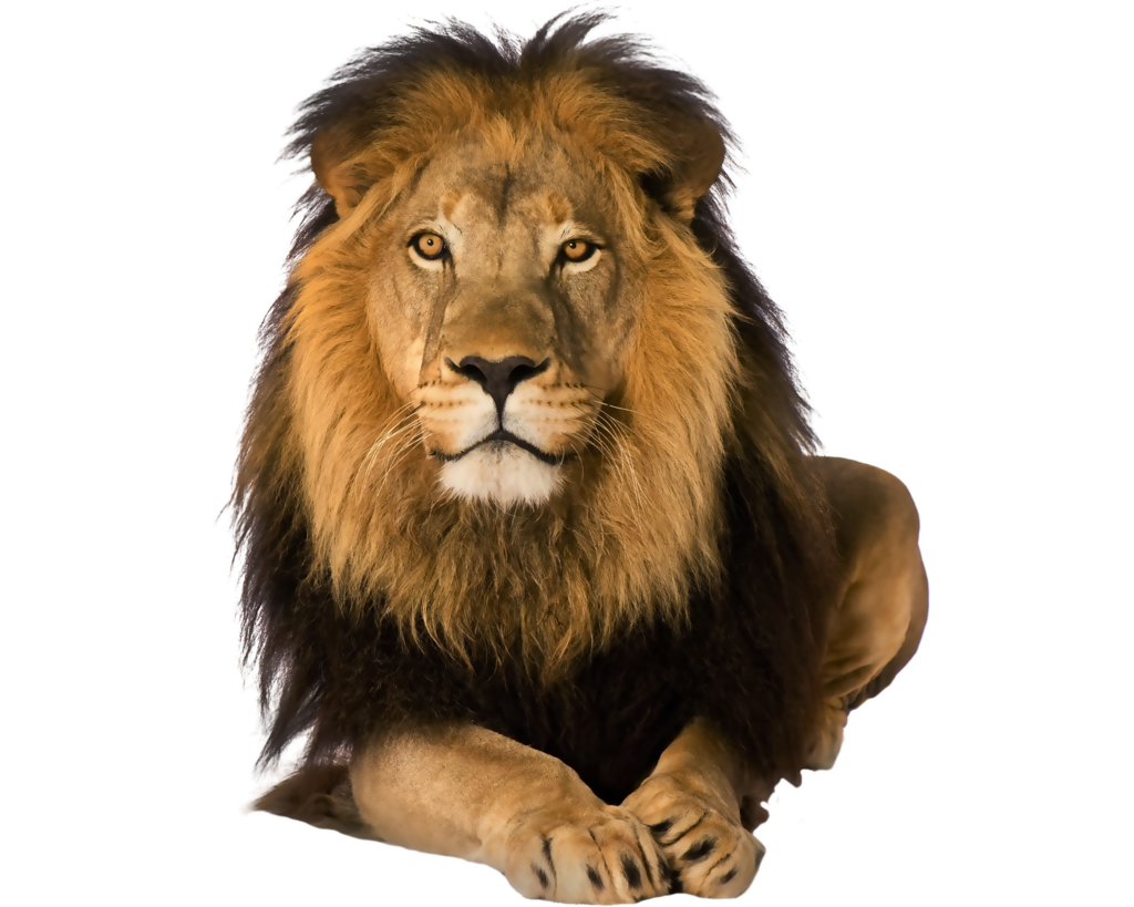 Animals png HD