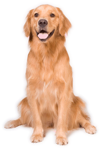 Animals png HD