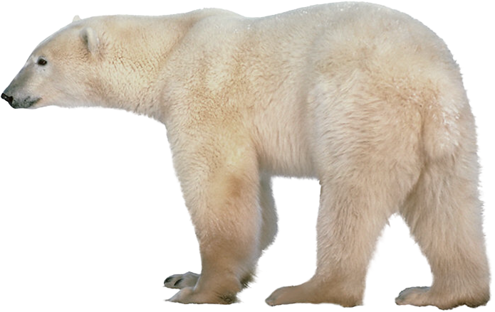 Animals png HD