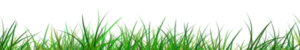 grass png