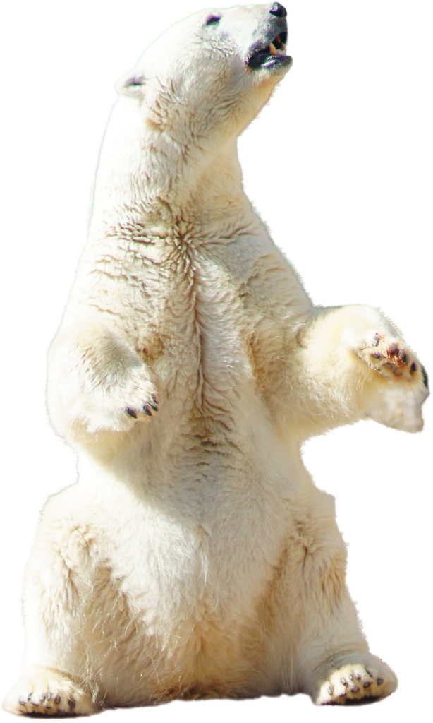 Animals png HD