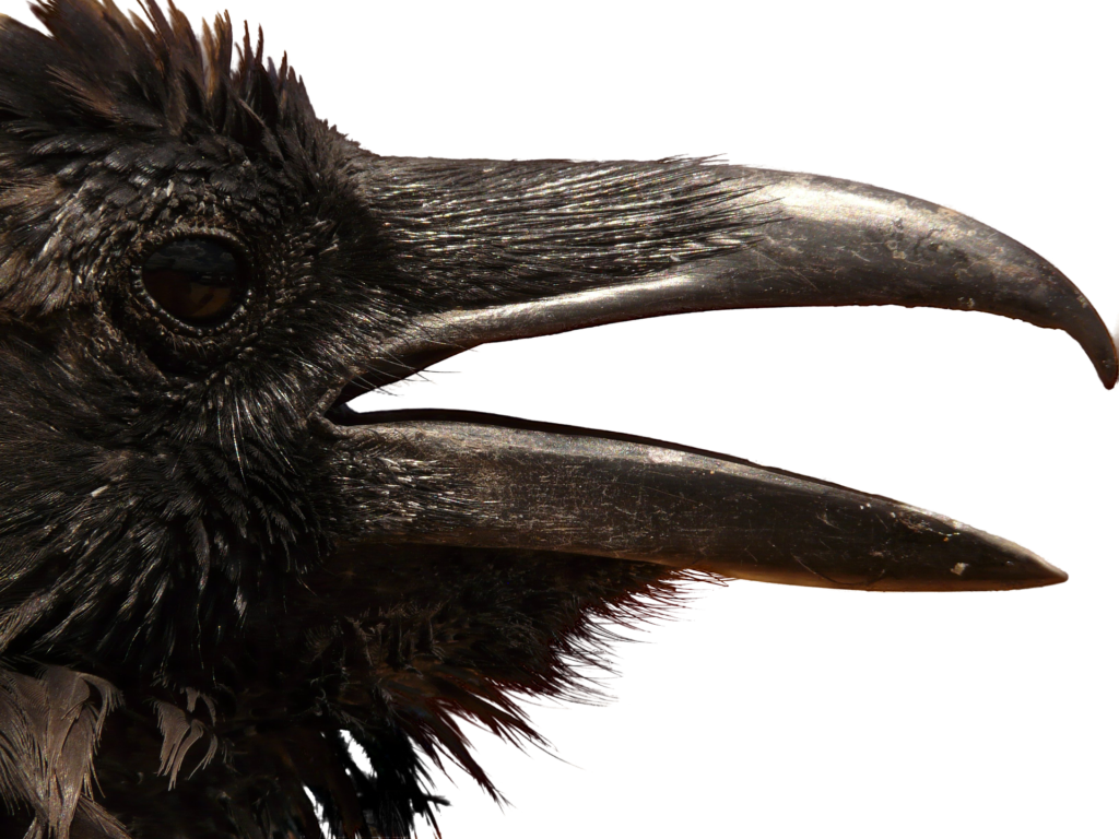 Animals png HD