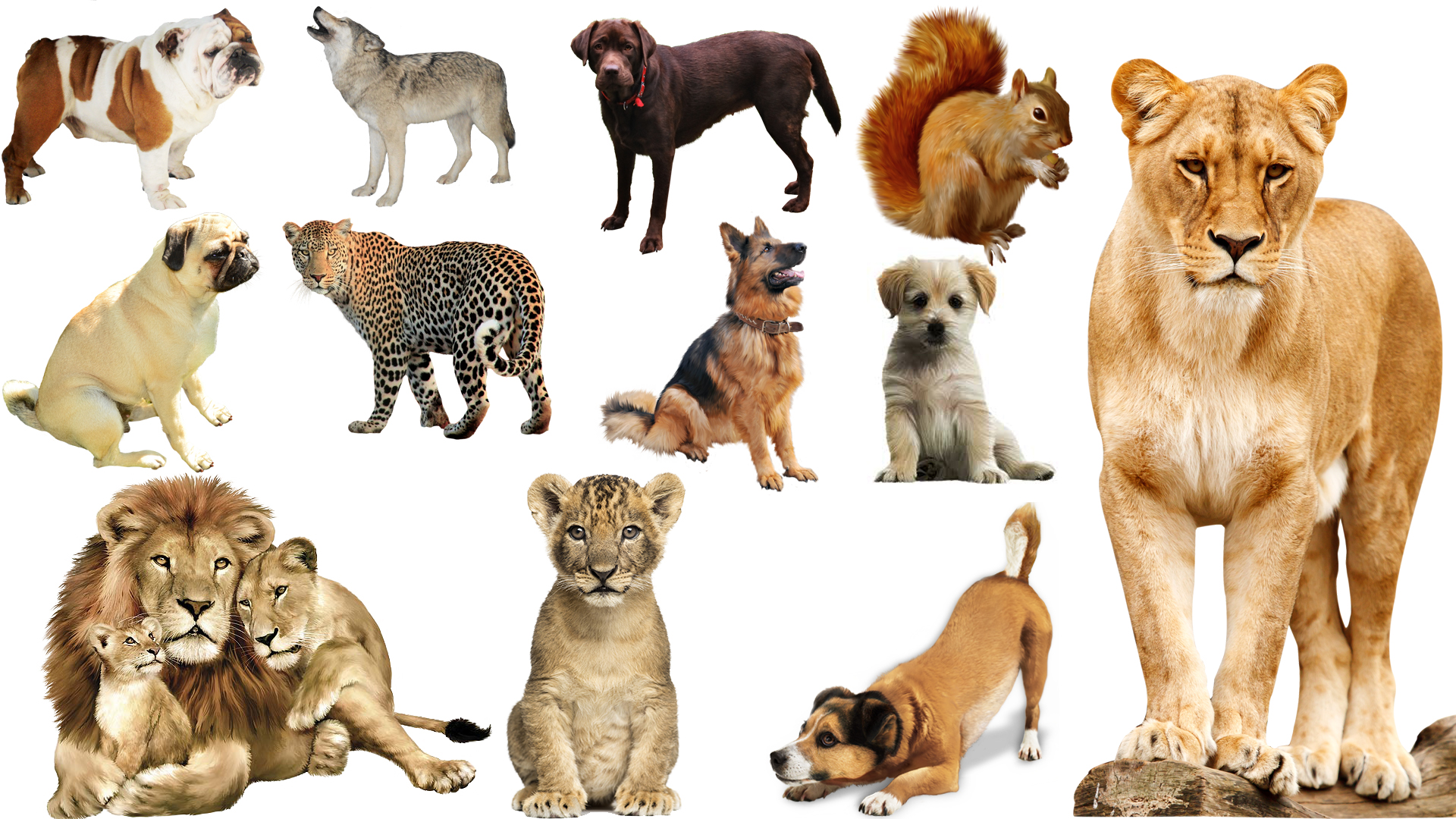 Animals Png 2018 New Collection For Editing Picsart and Photoshop