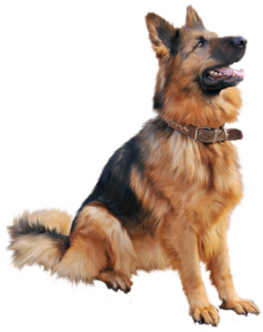 Animals png