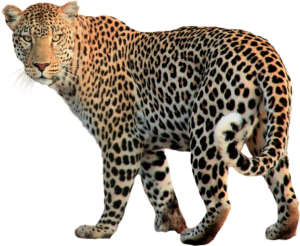 Animals png