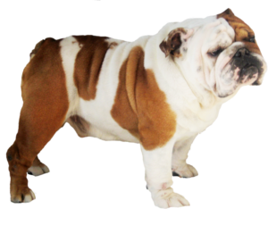 Animals png