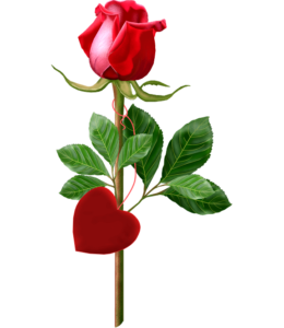 New Rose Png HD