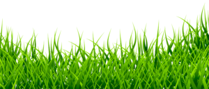 Grass Png HD New