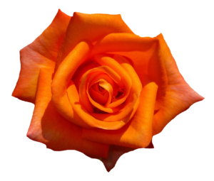 New Rose Png HD