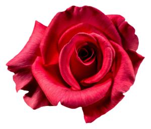 New Rose Png HD