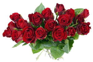 New Rose Png HD