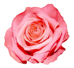 New Rose Png HD