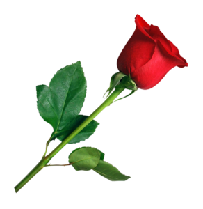 New Rose Png HD