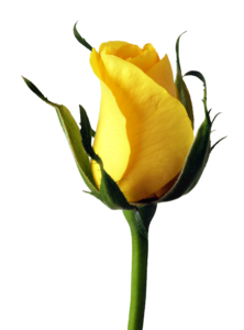 New Rose Png HD
