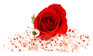 New Rose Png HD