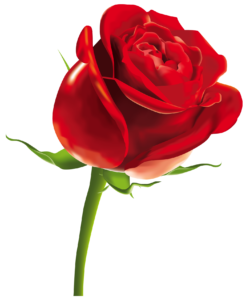 New Rose Png HD
