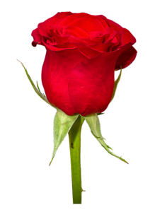 New Rose Png HD