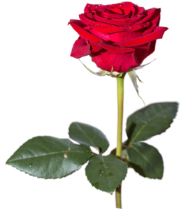 New Rose Png HD