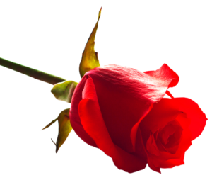 New Rose Png HD