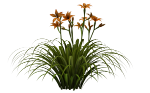 Grass Png HD New