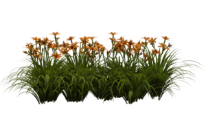 Grass Png HD New