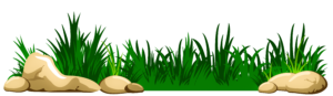 Grass Png HD New