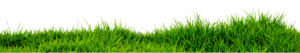 Grass Png HD New