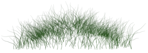 Grass Png HD New
