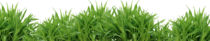 Grass Png HD New